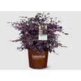 thumbnail image 1 of Southern Living 1gal Purple Loropetalum Diamond Live Shrub Plant Sun, 1 of 3