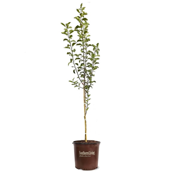 Southern Living 2-3 ft. tall Arkansas Black Apple Live Tree in 5-Gallon Grower Pot