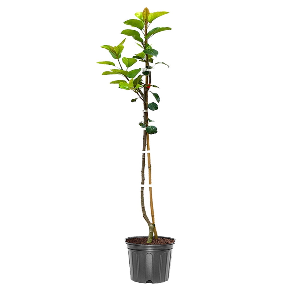 Southern Living 2-3 ft. tall Ayers European Pear Live Tree in 5-Gallon Grower Pot