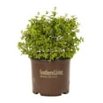 thumbnail image 1 of Southern Living 3 Gallon Green Abelia Miss Lemon Live Shrub with Grower Pot, 1 of 5