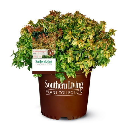 Southern Living Abelia Kaleidoscope Live Shrub in 2-Gallon Grower Pot