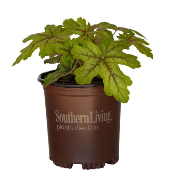 Southern Living Alabama Sunrise Heucherella Live Perennial in 2.5-Quart Grower Pot