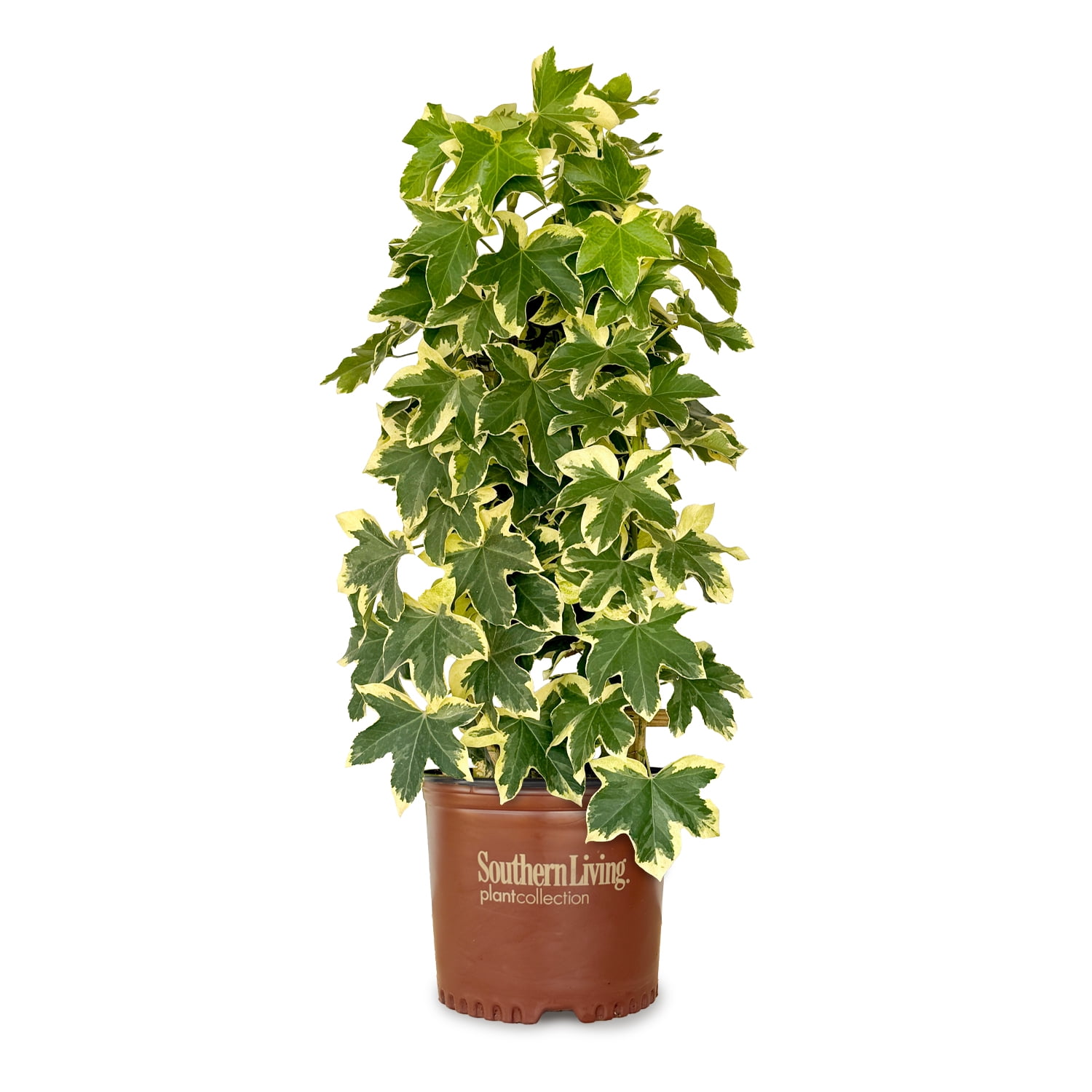 Southern Living Angyo Star Fatshedera (Hybrid of Fatsia japonica and English Ivy) - 3 Gallon