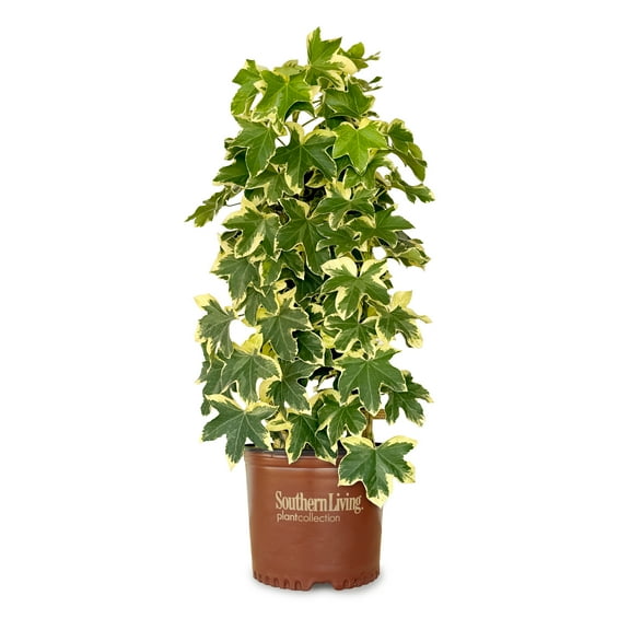 Southern Living Angyo Star Fatshedera (Hybrid of Fatsia japonica and English Ivy) - 3 Gallon