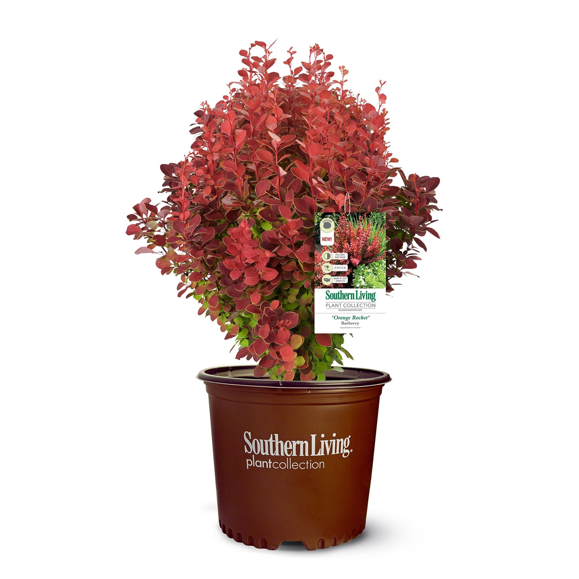 Southern Living Orange Rocket Barberry Shrub in 2-Gallon Container