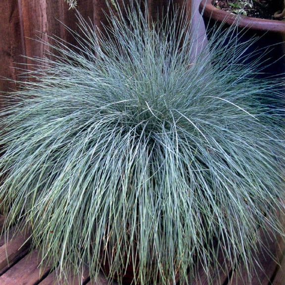 Southern Living Beyond Blue Festuca Live Shrub in 2.5-Quart Grower Pot