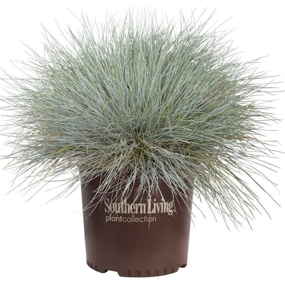 Southern Living Beyond Blue Festuca Live Shrub in 2.5-Quart Grower Pot
