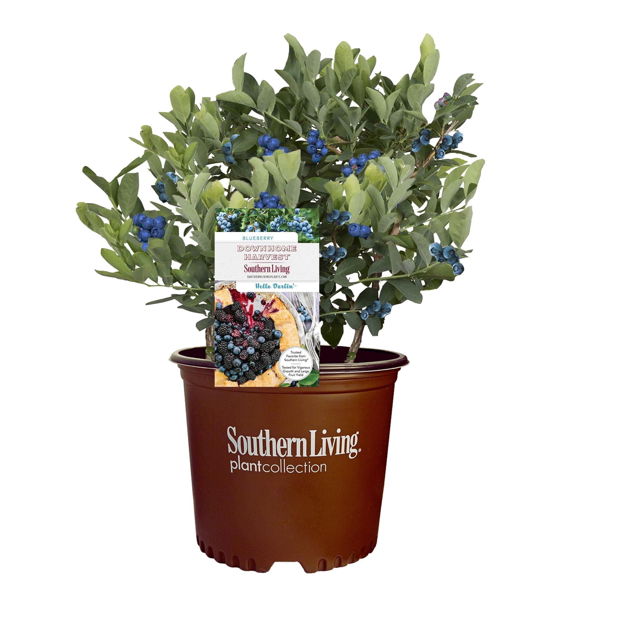 2 Gal. Hello Darlin Blueberry Plant in Brown Pot