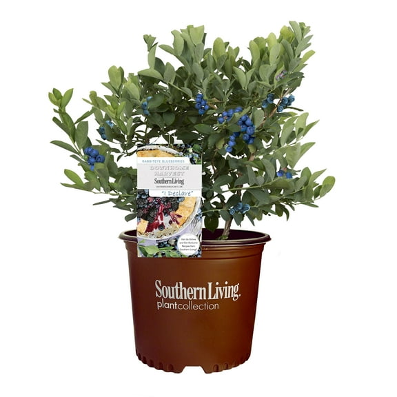 Southern Living Blueberry I Declare Live Shrub in 2-Gallon Grower Pot