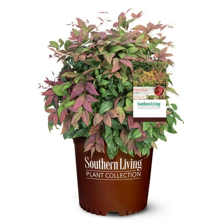 Southern Living Blush Pink Nandina Live Shrub in 2-Gallon Grower Pot