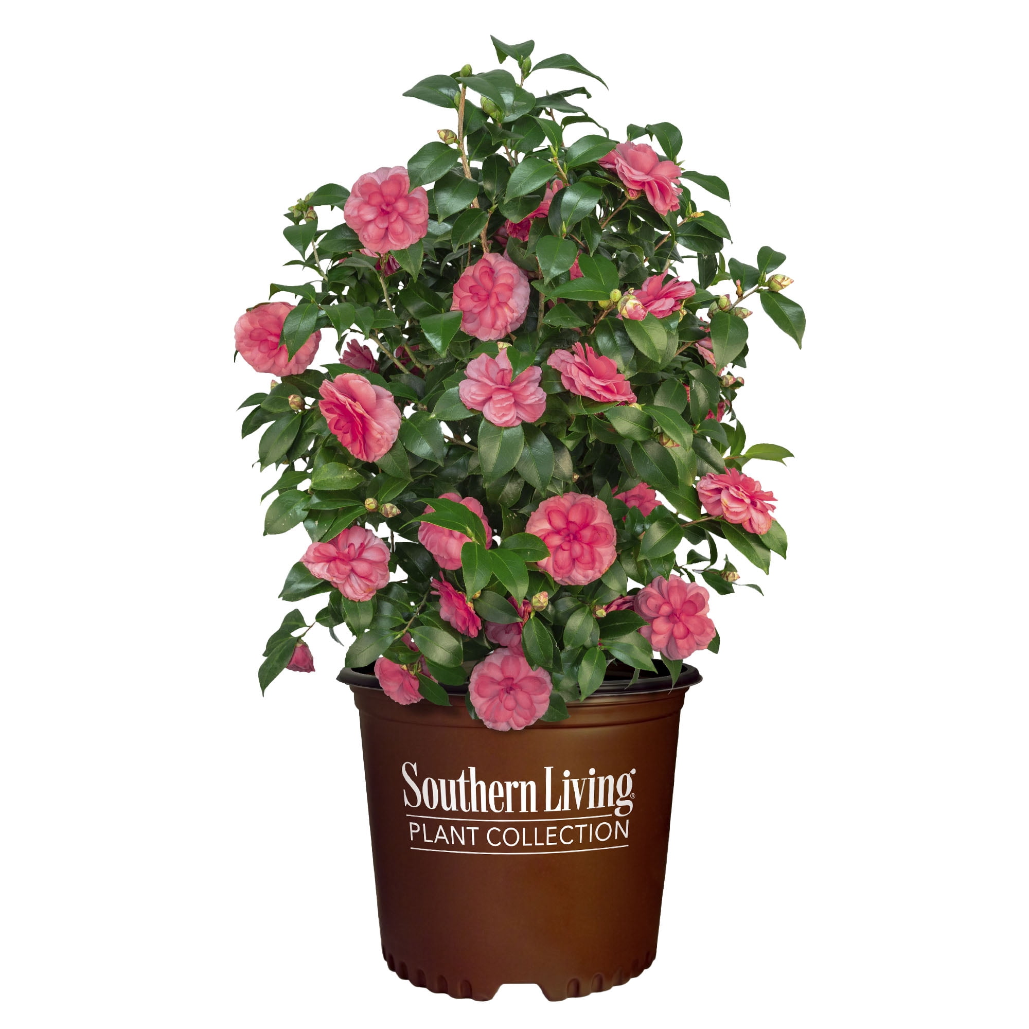 Southern Living Camellia Early Wonder Live Shrub in 1-Gallon Grower Pot