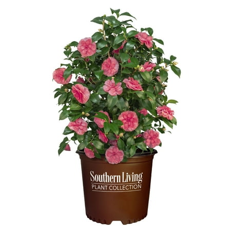 Southern Living Camellia Early Wonder Live Shrub in 1-Gallon Grower Pot