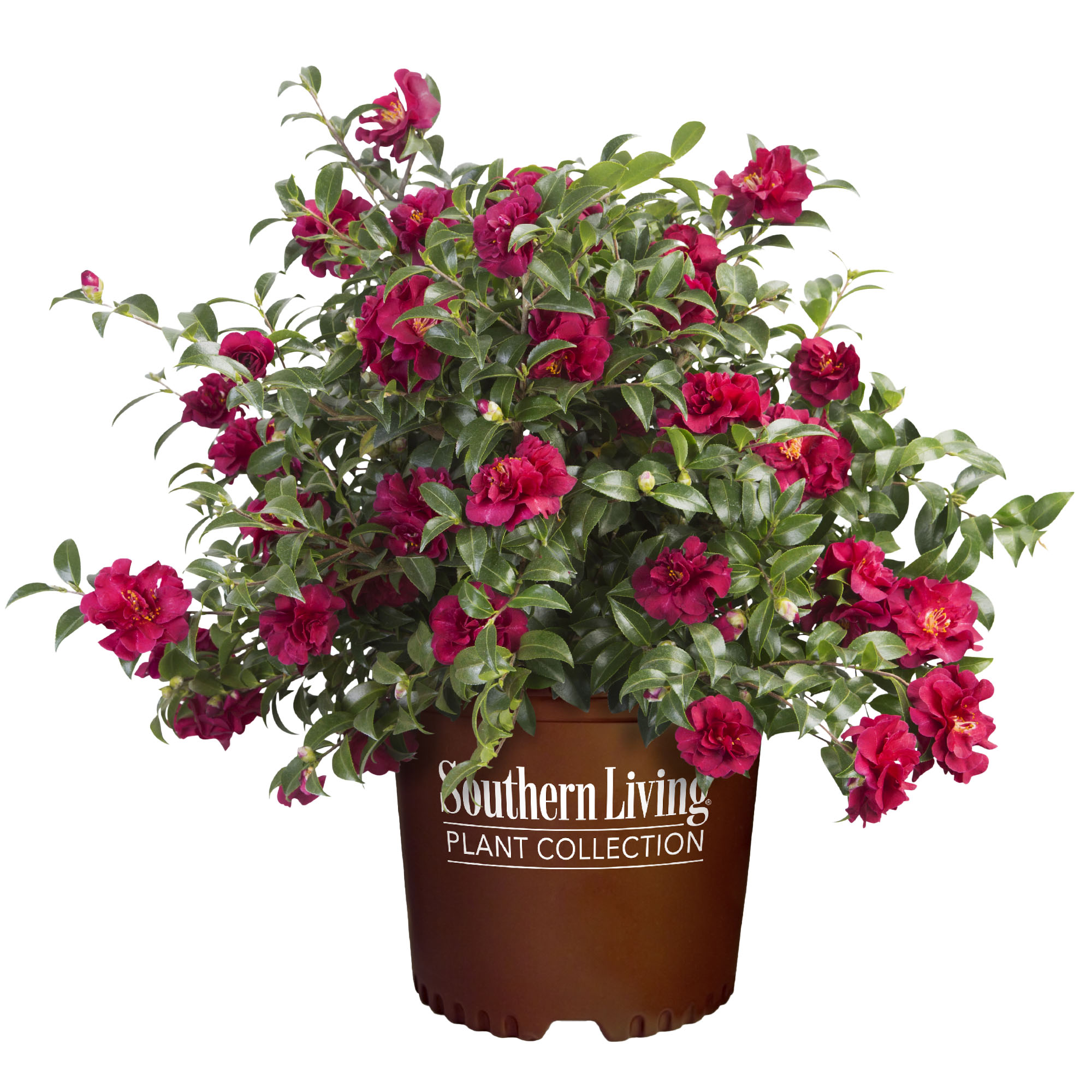 October Magi Southern Living Camellia October Magic Live Shrub (1 Gallon) - Walmart.com