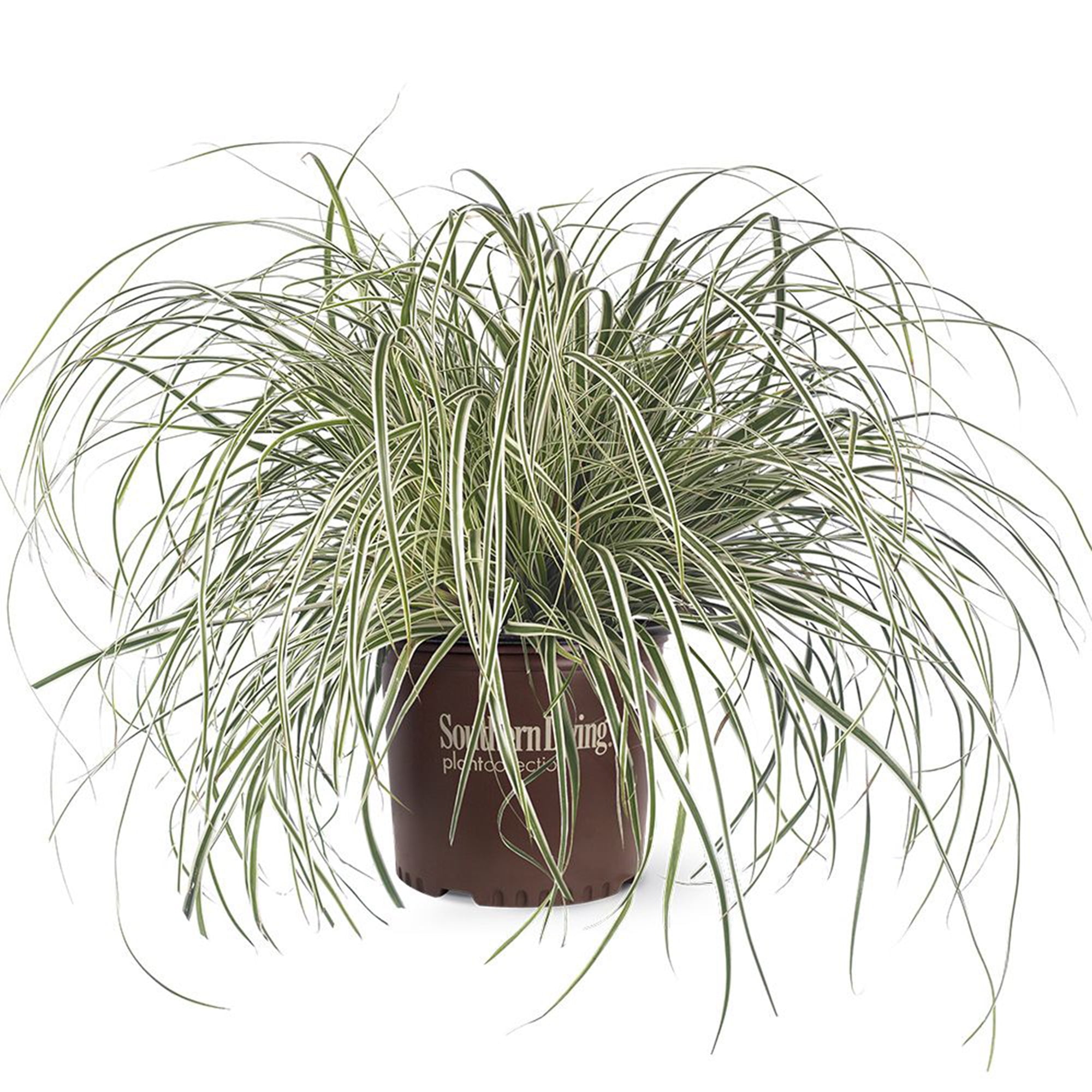 Southern Living Carex Grass Everest Live Shrub in 2-Gallon Grower Pot