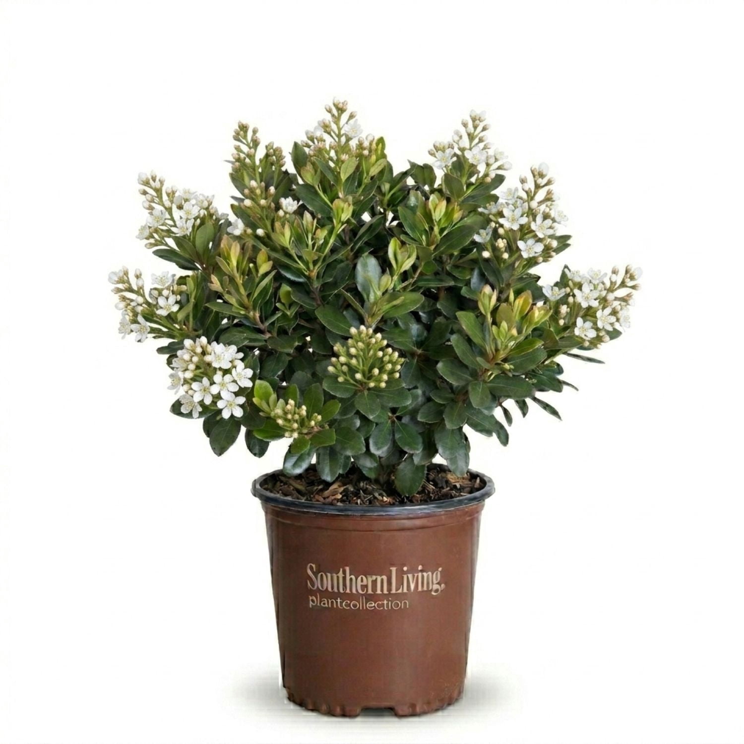 Southern Living Clean Sweep Snowbank Indian Hawthorne Live Shrub in 2-Gallon Grower Pot