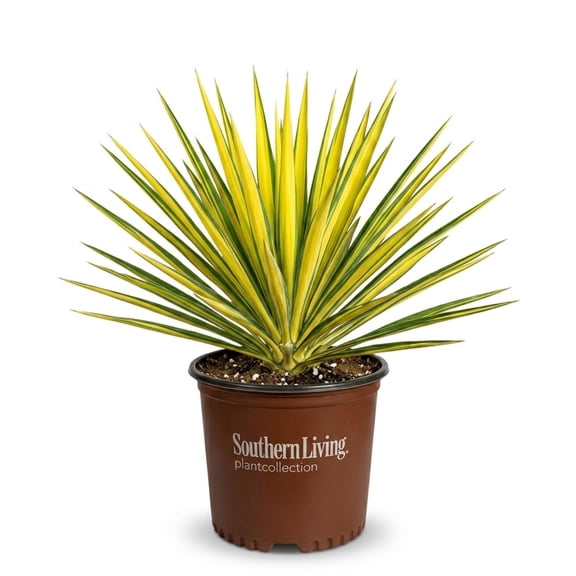 Southern Living Color Guard Yucca Live Shrub in 1.5-Gallon Grower Pot