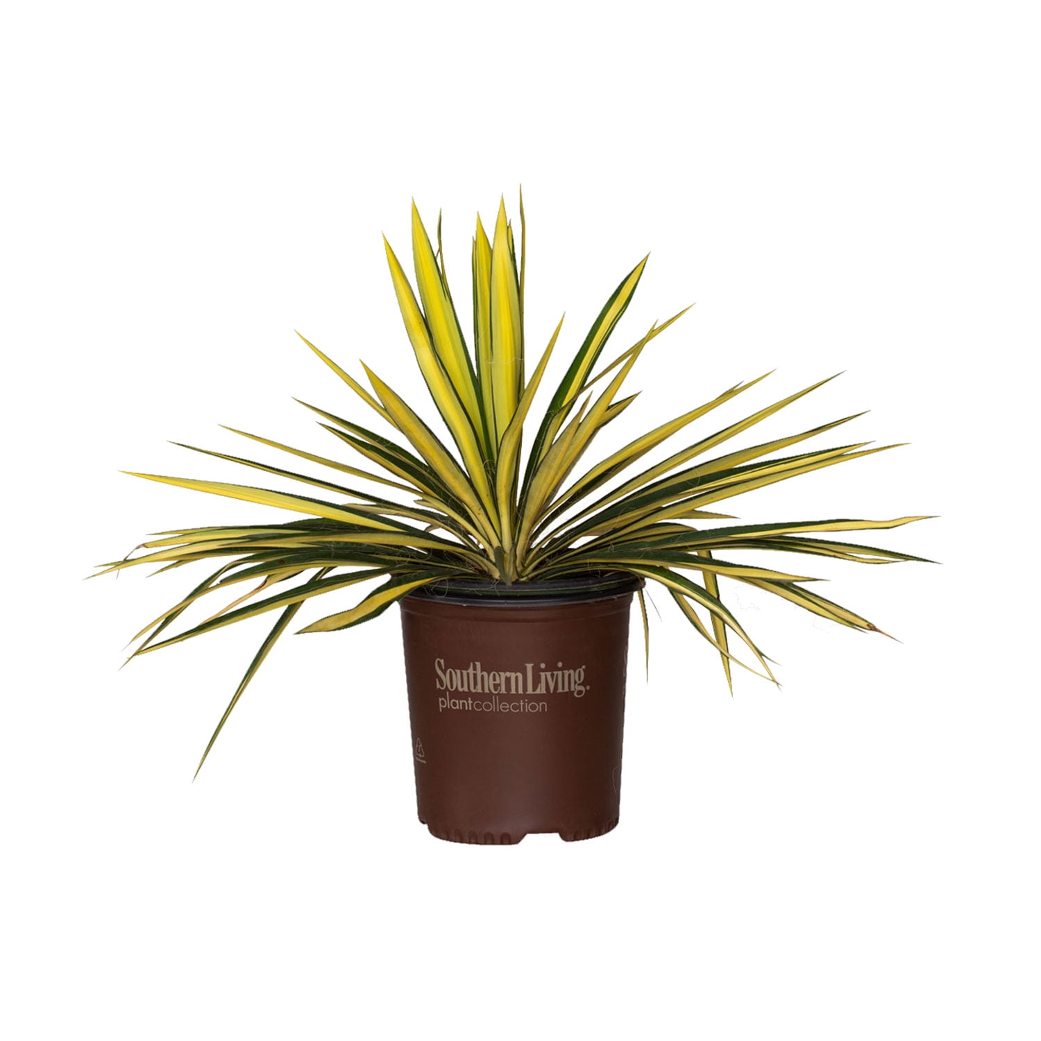 Southern Living Plant Collection Yucca - Thumbnail 5