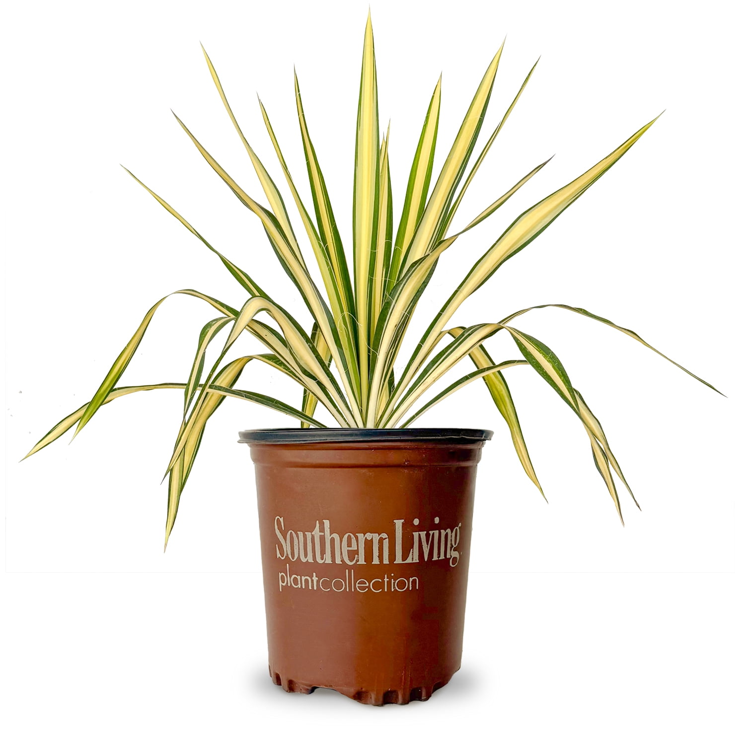 Southern Living Color Guard Yucca Live Shrub in 2.5-Quart Grower