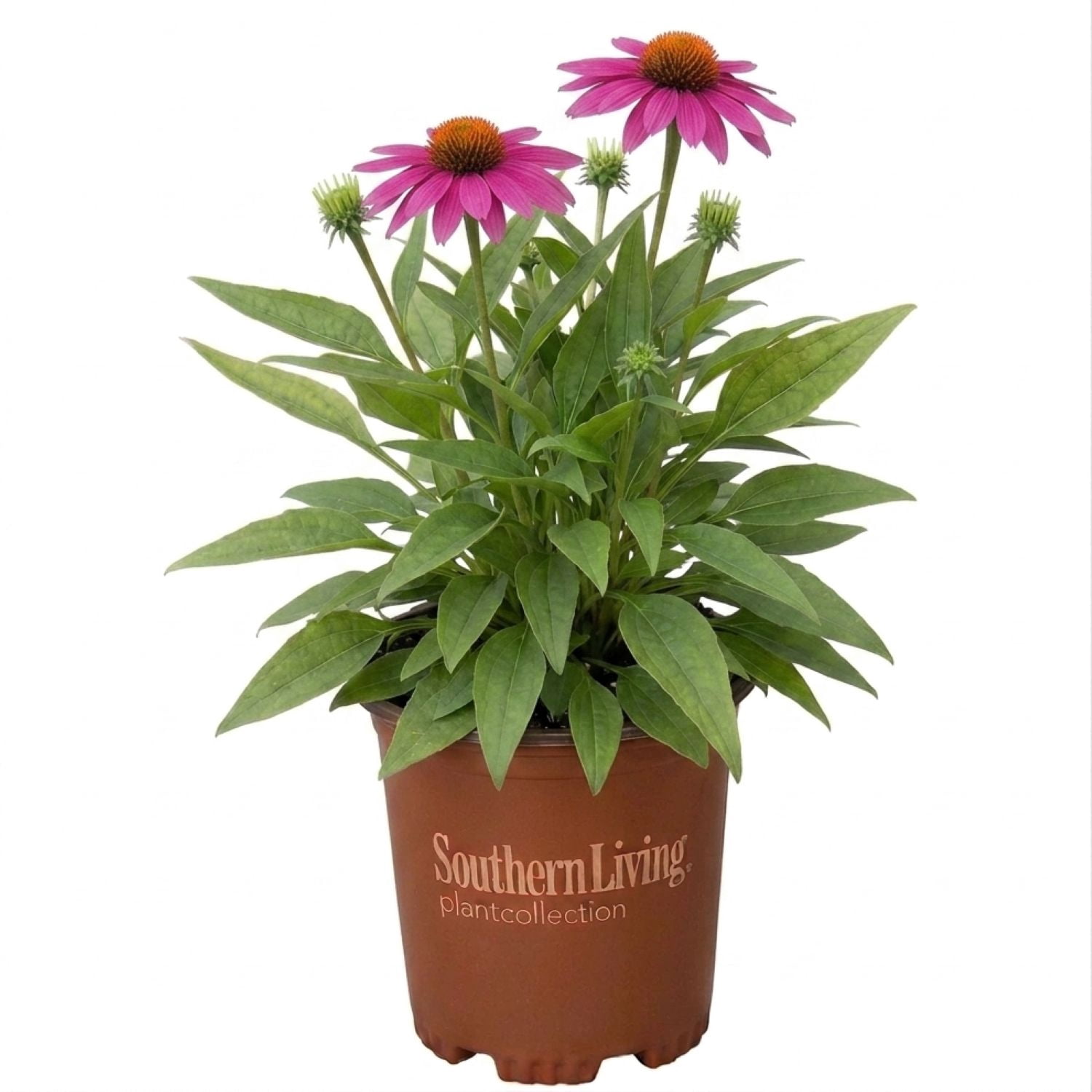 Crazy Pink Echinacea 'Coneflower' (2.5 Quart) Flowering Perennial with Bright Pink Blooms - Full Sun to Part Shade Live Outdoor Plant - Southern Living Plants