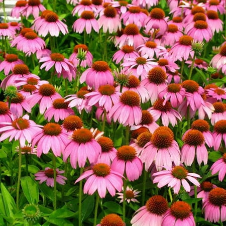 Southern Living Crazy Pink Echinacea 'Coneflower' Live Shrub in 2.5-Quart Grower Pot