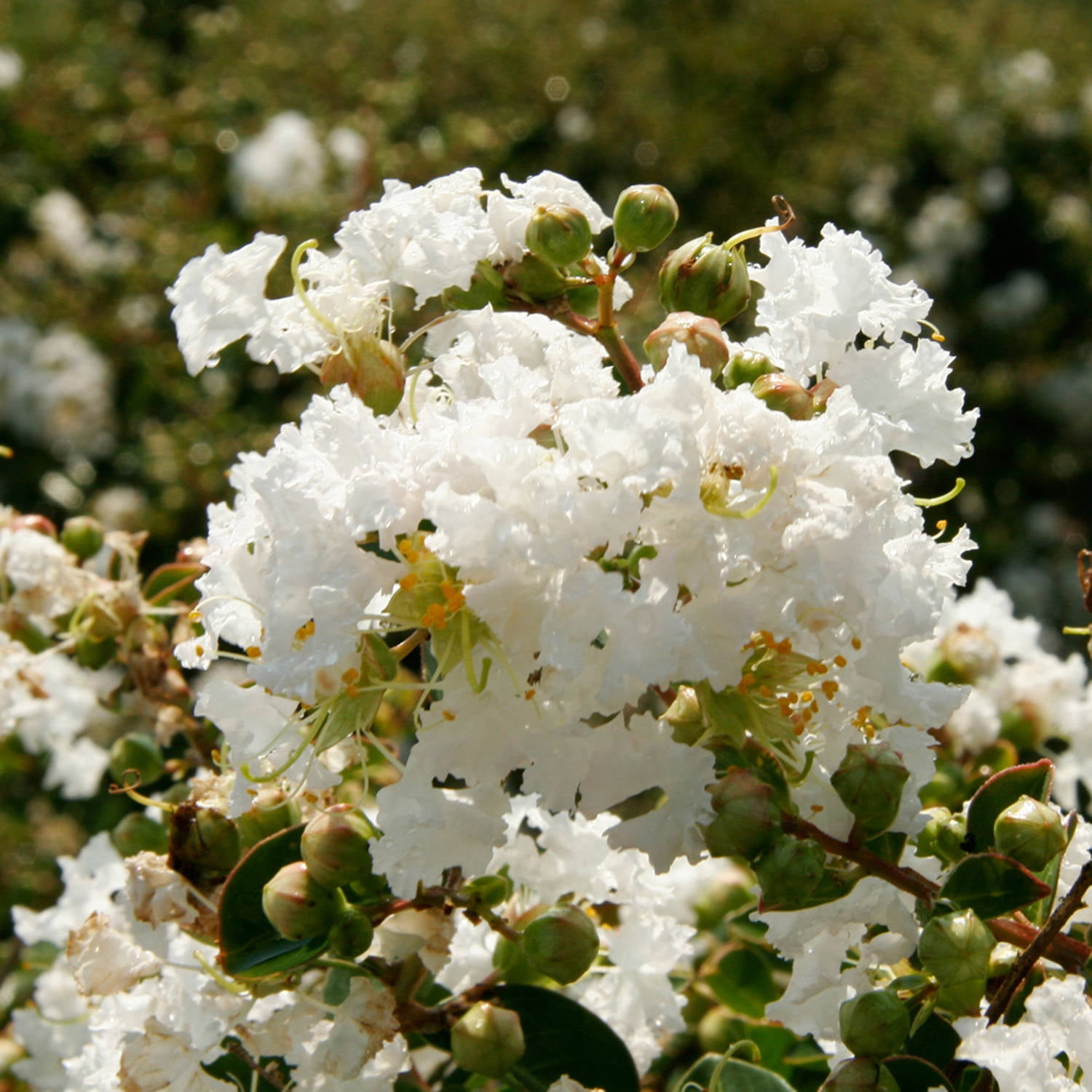 Southern Living Early Bird White Crapemyrtle Live Shrub in 3-Gallon Grower Pot