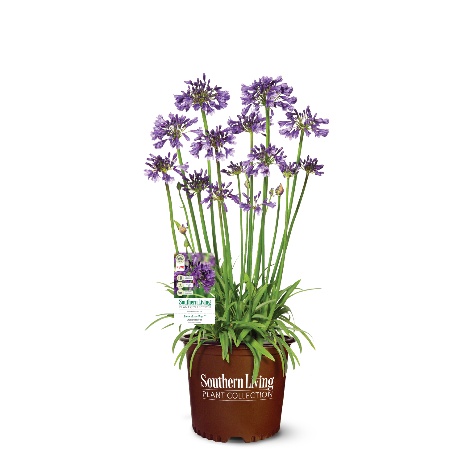 Southern Living Ever Amethyst Agapanthus 'Lily of the Nile' Live Shrub in 2.5-Quart Grower Pot