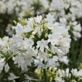 thumbnail image 1 of Southern Living Ever White Agapanthus 'Lily of the Nile' Live Shrub in 2.5-Quart Grower Pot, 1 of 10