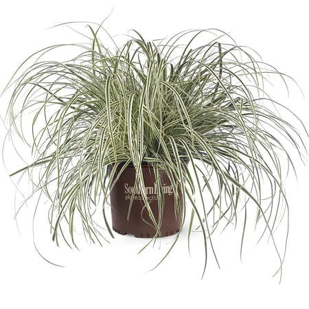 Southern Living EverColor Everest Carex 'Sedge' Live Perennial Ornamental Grass in 2.5-Quart Grower Pot