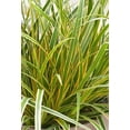 thumbnail image 1 of Southern Living EverColor Everglow Carex 'Sedge' Live Shrub in 2.5-Quart Grower Pot, 1 of 3