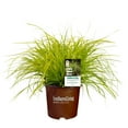 thumbnail image 1 of Southern Living EverColor Everillo Carex 'Sedge' Live Shrub in 2.6-Quart Grower Pot, 1 of 7