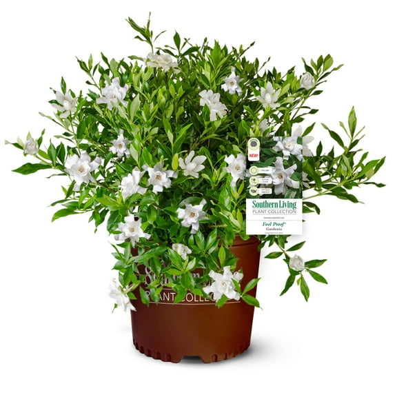 Southern Living Fool Proof Gardenia Live Shrub in 2.5-Quart Grower Pot