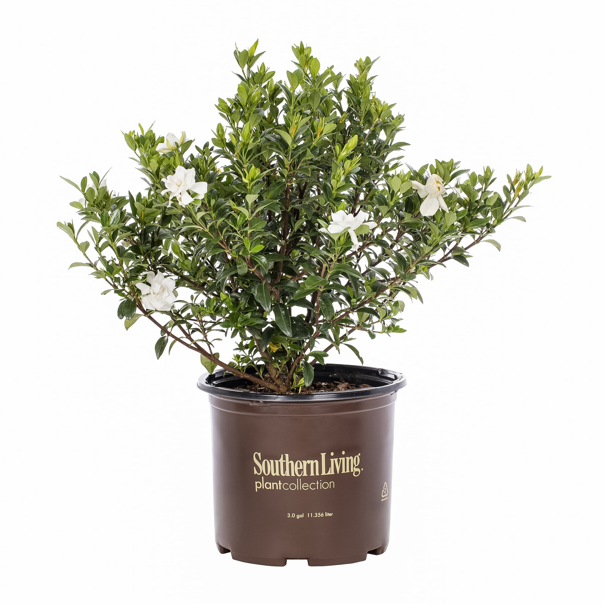 Southern Living Gardenia 3G White Flowering Shrub Full Sun