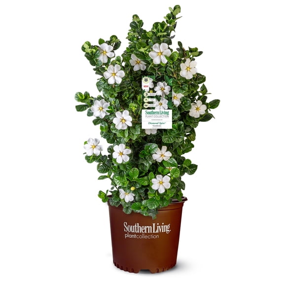 Southern Living Gardenia Diamond Spire Live Shrub in 2-Gallon Grower Pot