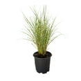 thumbnail image 1 of Southern Living Gold Breeze Miscanthus Live Shrub in 2.5-Quart Grower Pot, 1 of 6