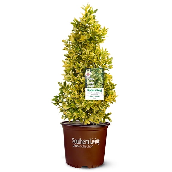 Southern Living Golden Oakland Holly Live Shrub in 2.5-Quart Grower Pot