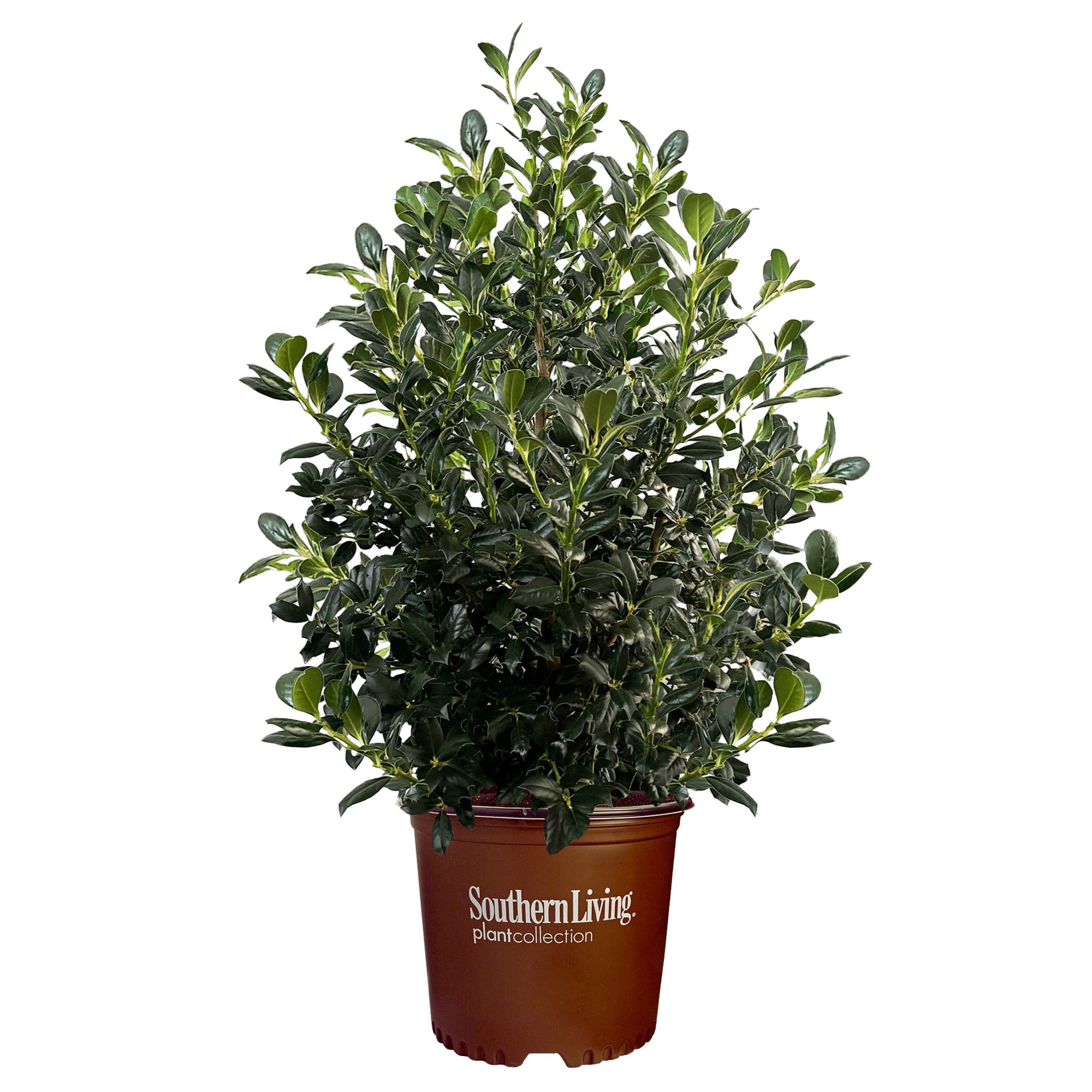 Southern Living Holly Nelliet Live Shrub (5 Gallon)