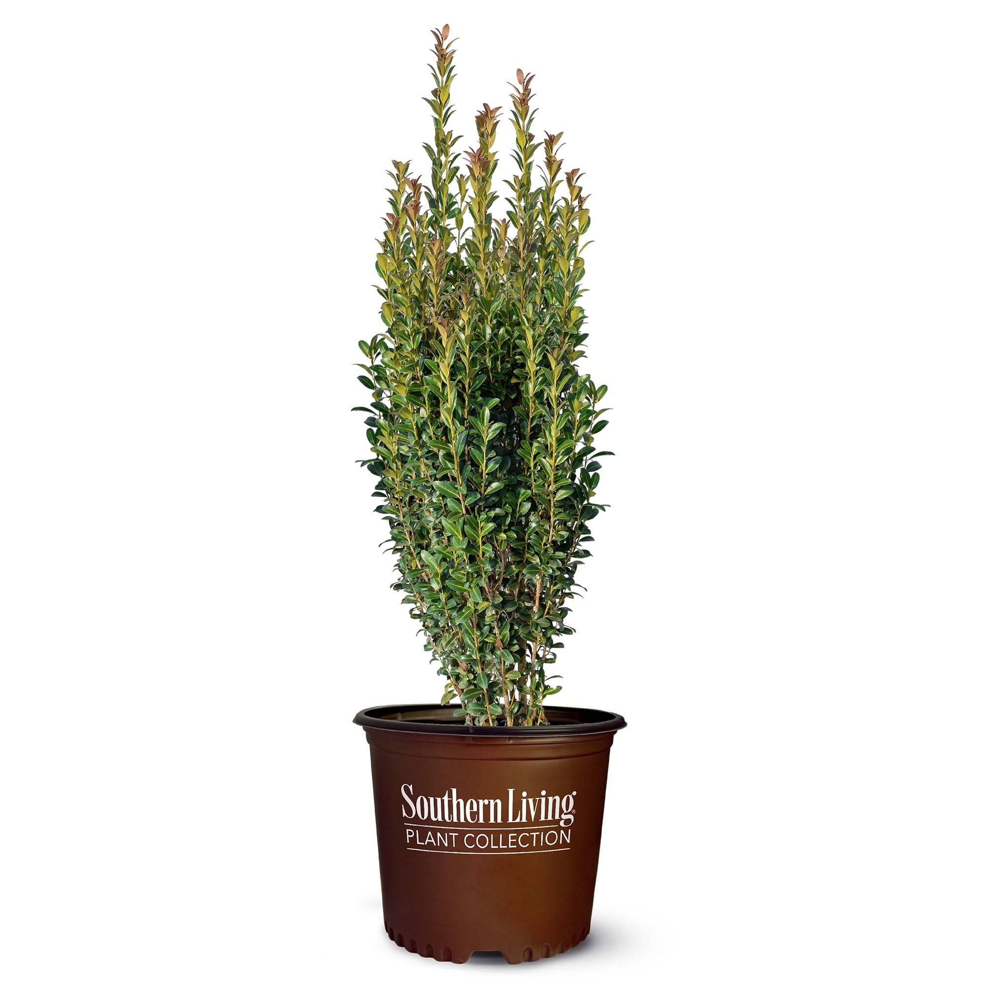 Southern Living Holly Red Sky Live Shrub in 1-Gallon Grower Pot