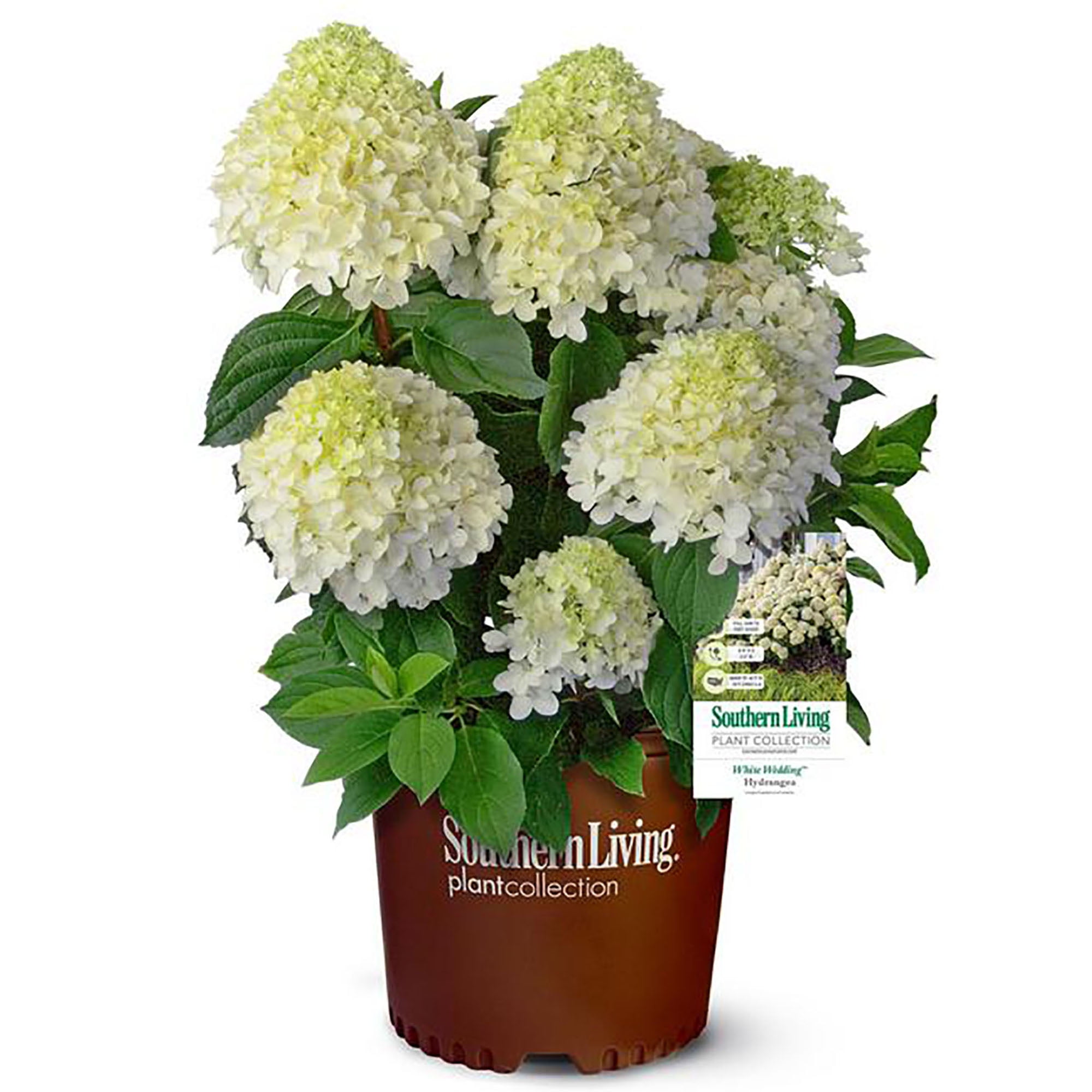 Southern Living Hydrangea White Wedding Live Shrub in 5-Gallon Grower Pot