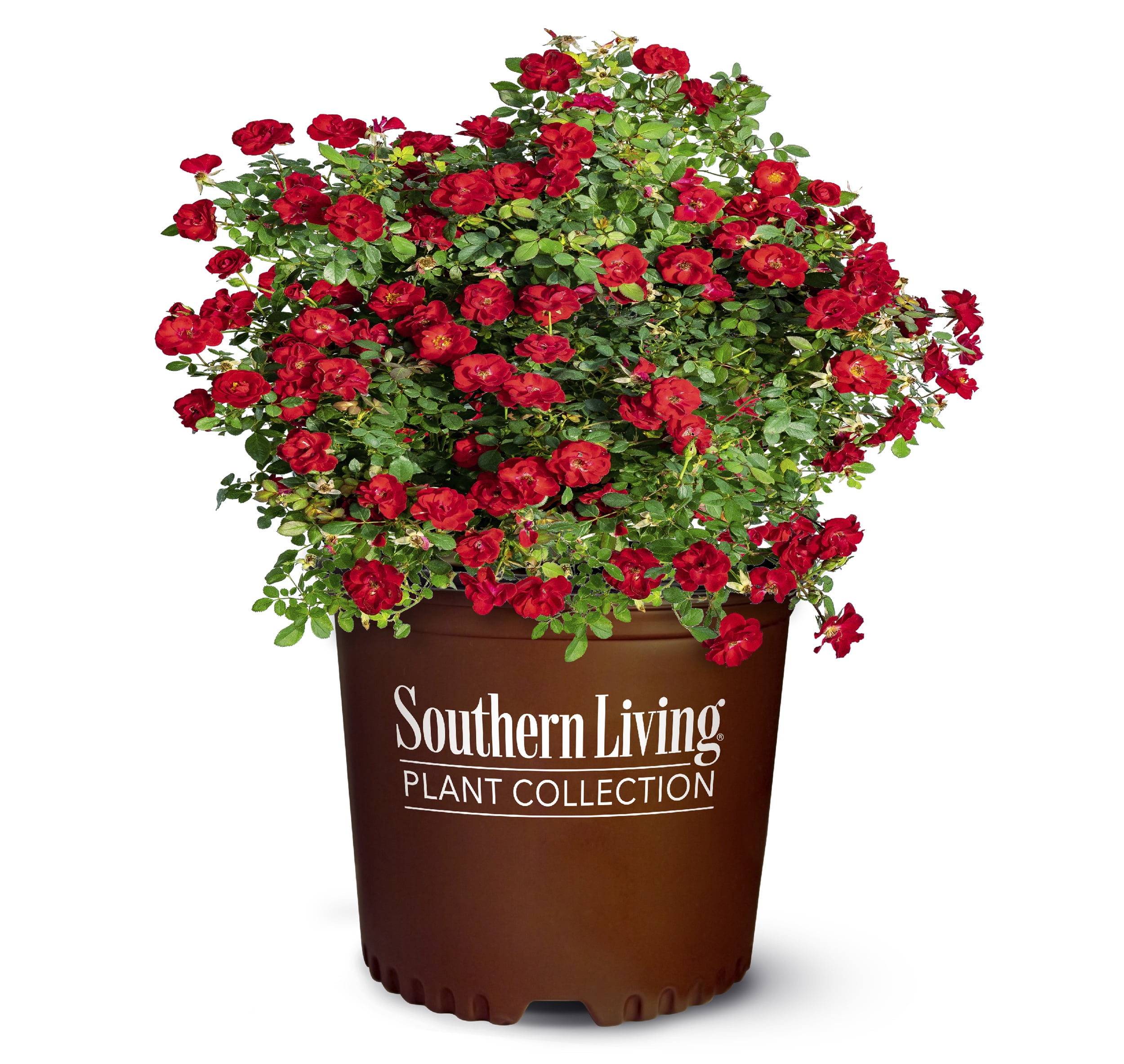 Southern Living - It's A Breeze Rose in 2-Gallon Grower Pot - Live Groundcover Shrub with Red Flowers
