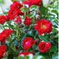 thumbnail image 1 of Southern Living It's A Breeze Rose Live Shrub in 2-Gallon Grower Pot, 1 of 3