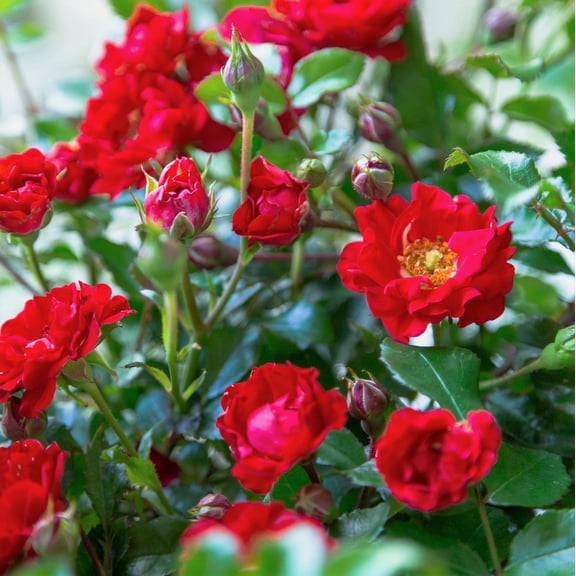 Southern Living It's A Breeze Rose Live Shrub in 2-Gallon Grower Pot