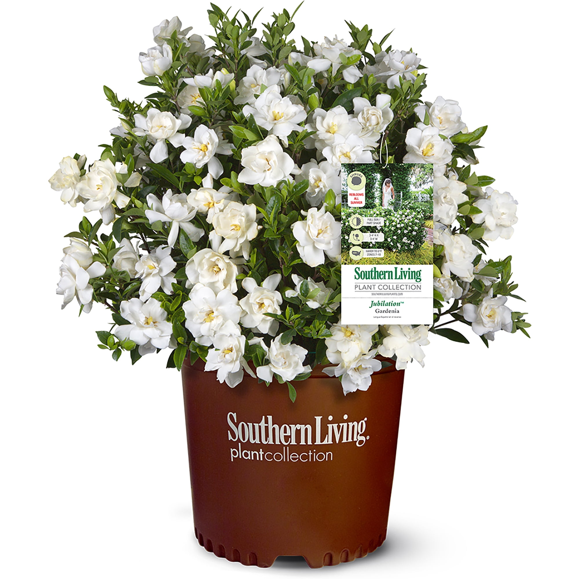 Southern Living Jubilation Gardenia 2-Gallon Fragrant White Flowers