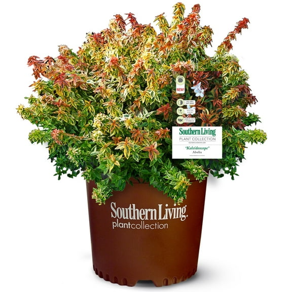 Southern Living Kaleidoscope Abelia Live Shrub in 1.5-Gallon Grower Pot