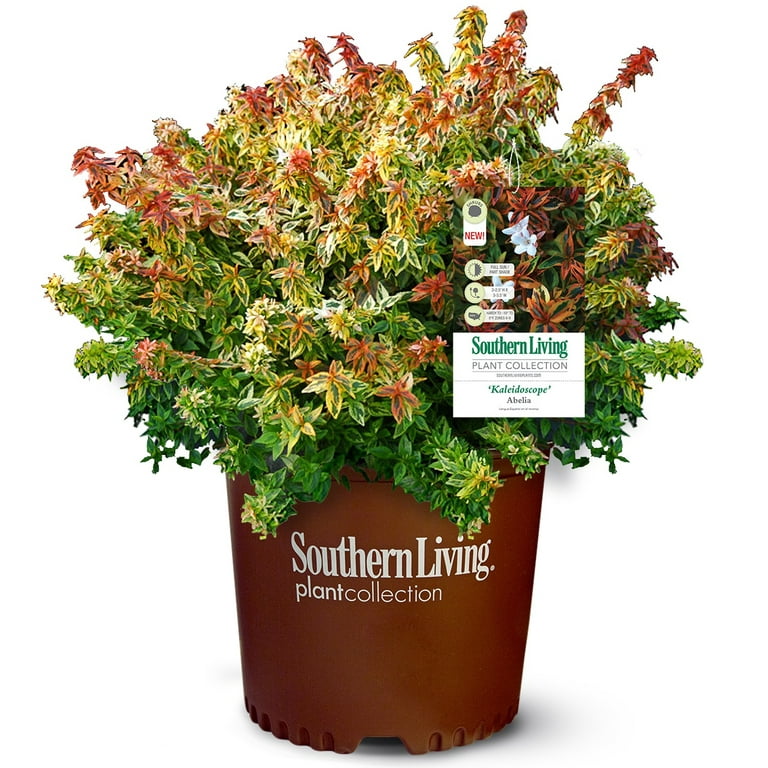 Southern Living Kaleidoscope Abelia Live Shrub in 1.5-Gallon Southern Living Kaleidoscope Abelia Live Shrub in 1.5-Gallon