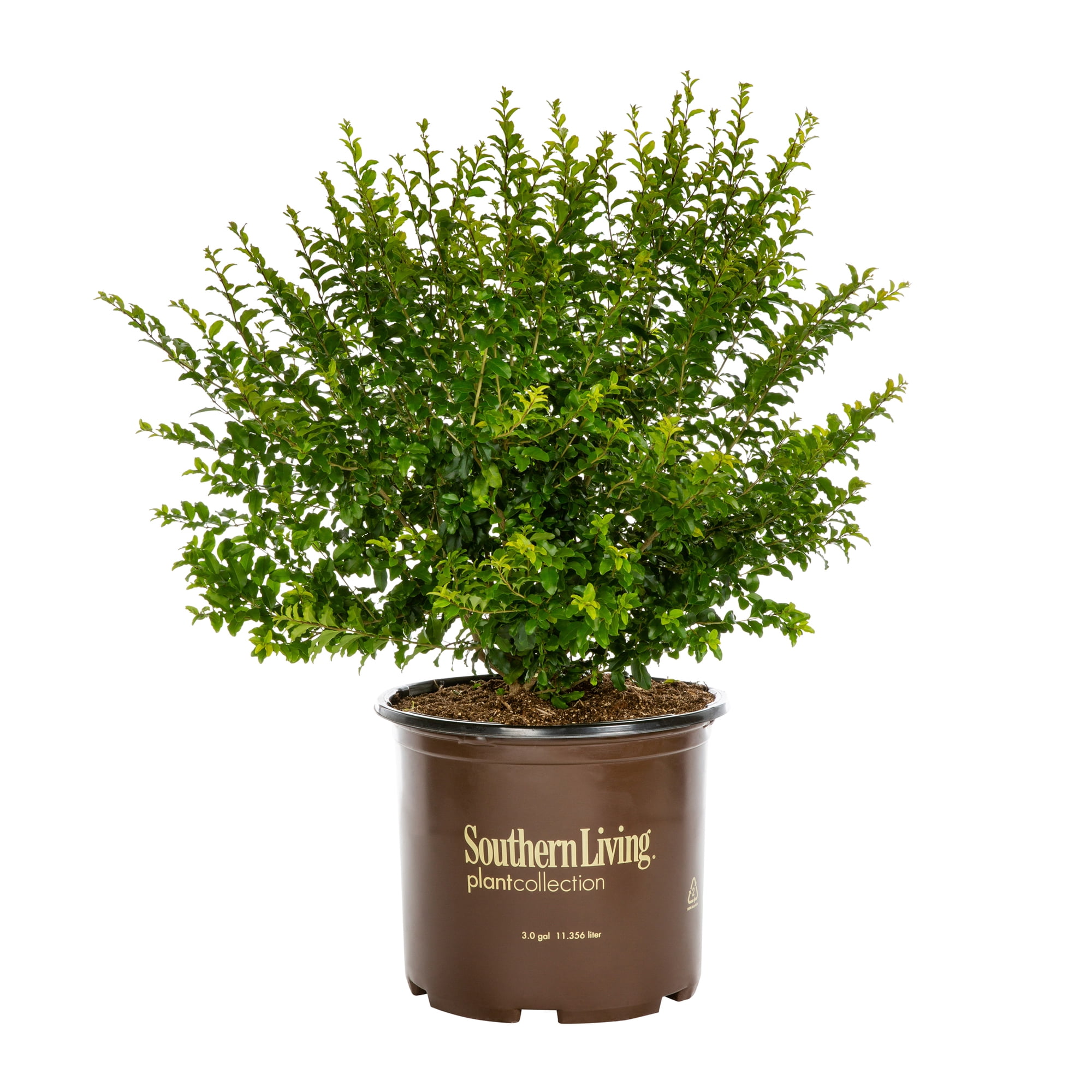 Southern Living Ligustrum 3G Green Live Shrub Full Sun