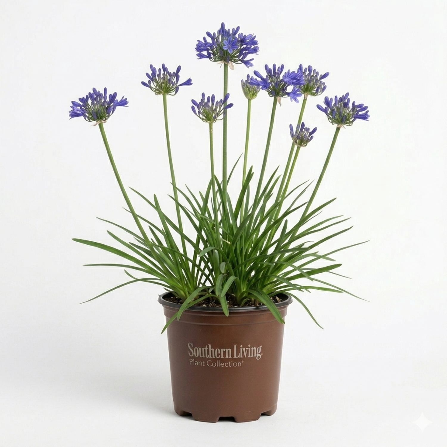 Southern Living Little Blue Fountain Agapanthus 'Lily of the Nile' Live Shrub in 2.5-Quart Grower Pot