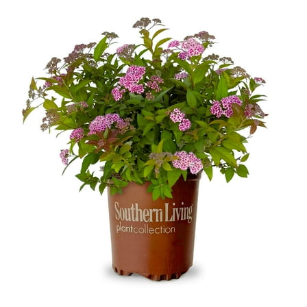 Southern Living Little Bonnie Dwarf Spiraea Live Shrub in 2.5-Quart Grower Pot