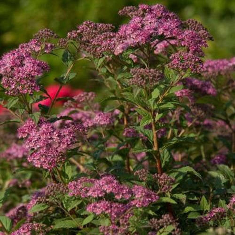 Southern Living Little Bonnie Dwarf Spiraea Live Shrub in 2-Gallon Grower Pot