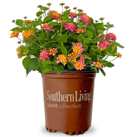 Southern Living Little Lucky Hot Pink Lantana Live Shrub in 2.5-Quart Grower Pot