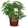 thumbnail image 1 of Southern Living Little Miss Figgy Dwarf Fig Live Shrub in 2-Gallon Grower Pot, 1 of 12